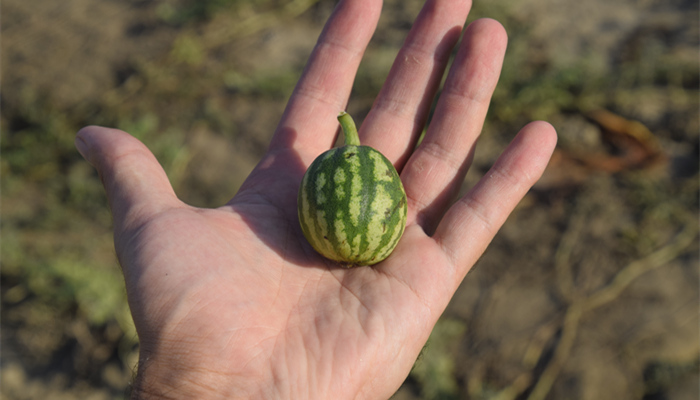 73a21f2277ed81ab8c51fb9373e45ecc.jpg 育種軟件