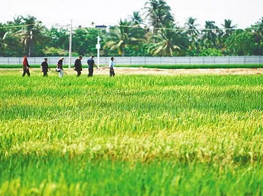 圖片1.png 海南南繁