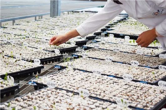 640 (1).jpg 制種軟件