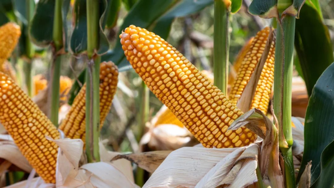 78c2b79966f45f1dcb4f7f0dac50502a.jpeg 種子二維碼