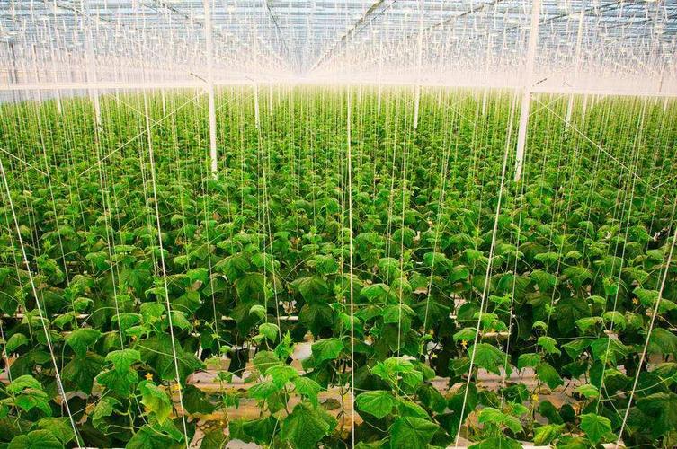 86d07f9f76f8d09341bcc8de90b39fc9.jpeg 種子進銷存軟件