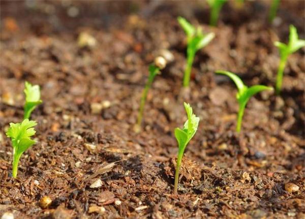 af0bf915b59e8a36d89cc783a5173733.jpeg 種子加工銷售軟件