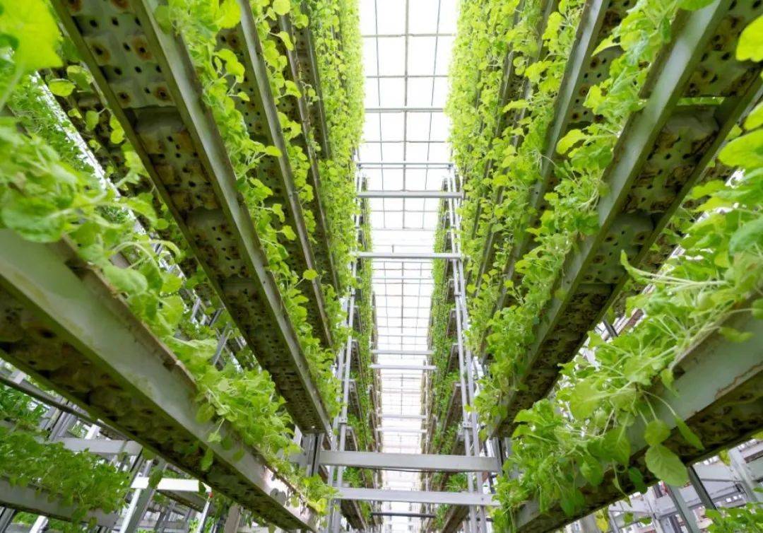 ebf7fc0ae254c227ecfa99874e934771.jpeg 垂直農業