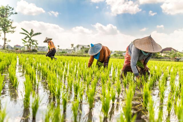 3525a1f42319ed3cb9e29ec393a0a9a8.jpeg 智慧農業