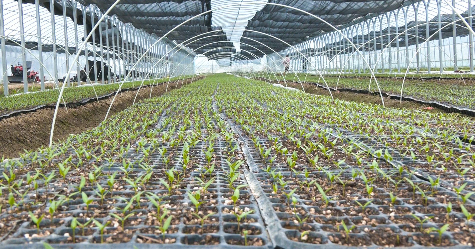 51129889d41f641f8cb08c3f839a3dc6.jpeg 育苗農事管理平臺