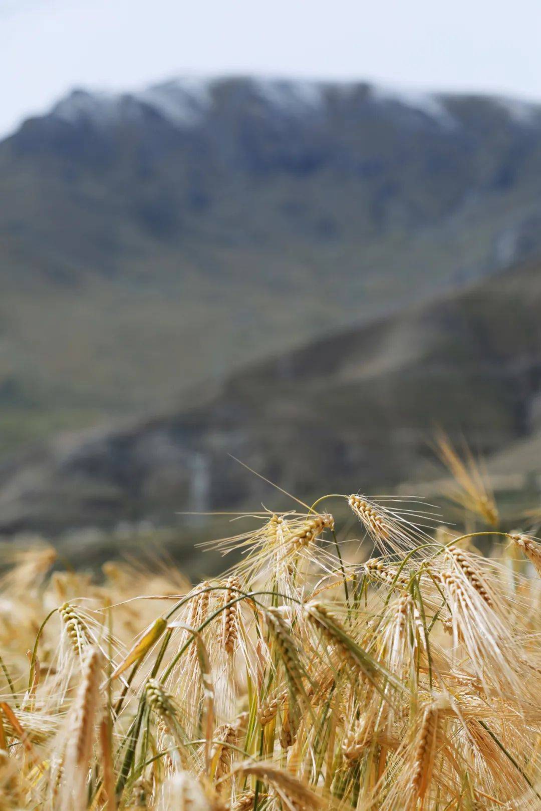 02f8083ec5827e8cde4224804f17cea5.jpeg 智慧農業